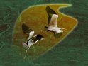 herons-ecorce17