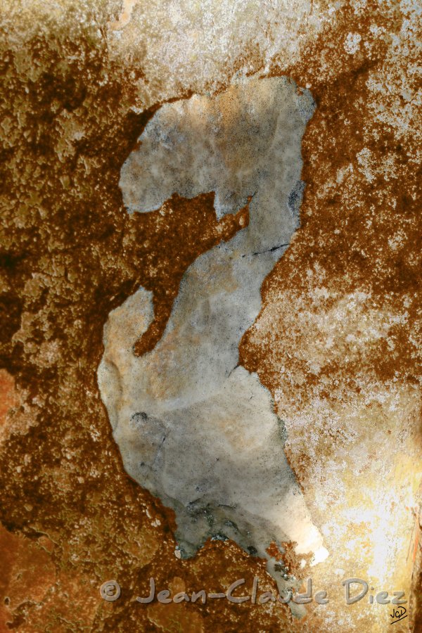 hippocampe.jpg - L'hippocampe