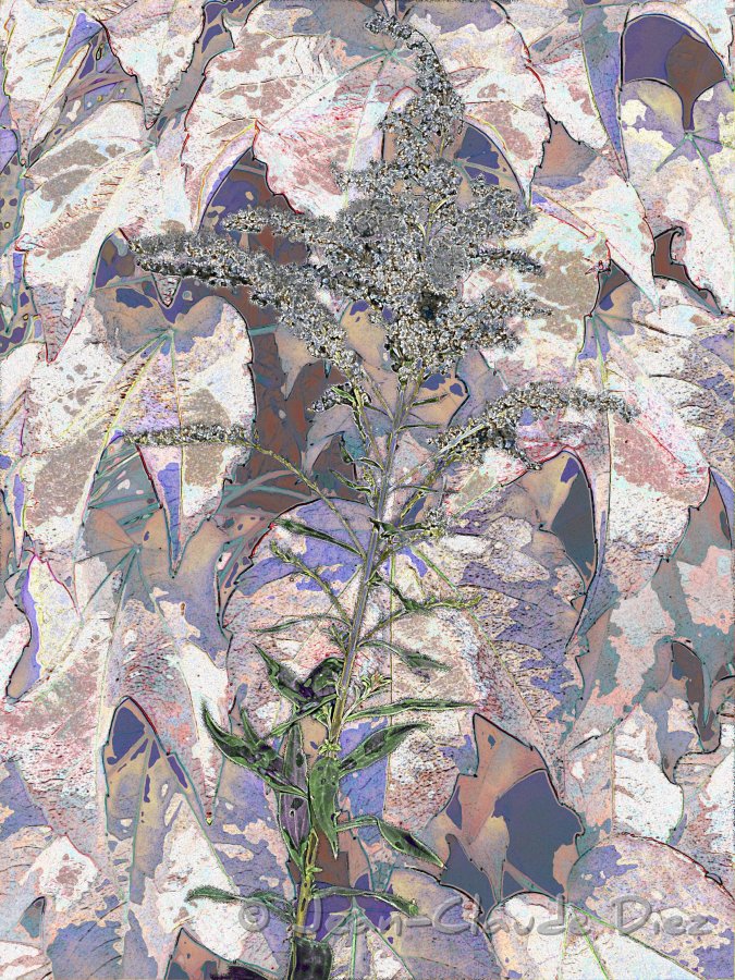 solidagobis.jpg - Solidago