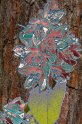 deutzia_20050614_01_1