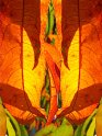 feuilles_05