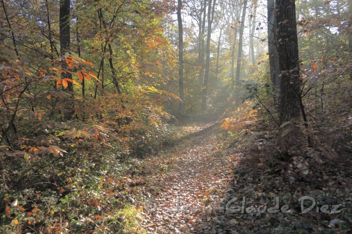 FBleau_0477.JPG - En forêt de Fontainebleau