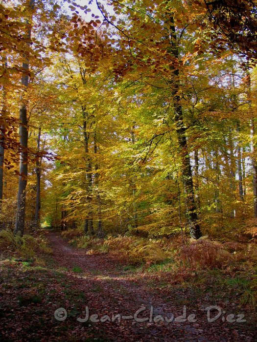 Fontainebleau03.jpg - En forêt de Fontainebleau