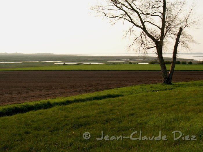 Cap_Hornu_terre01.jpg - La terre au cap Hornu (Baie de Somme)
