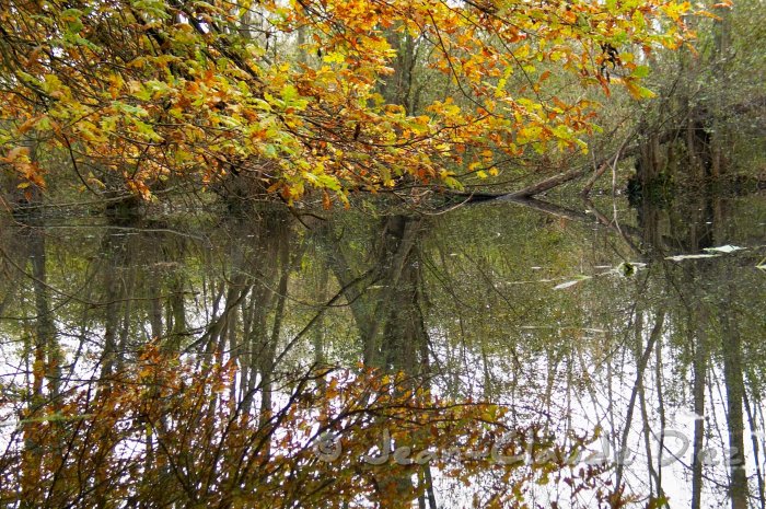 lutin01.jpg - Le marais du Lutin à Veneux-les-Sablons