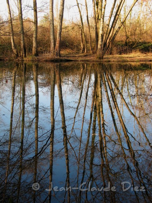 lutin03.jpg - Le marais du Lutin à Veneux-les-Sablons